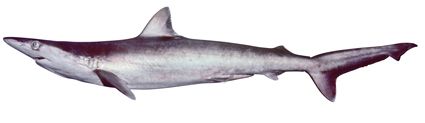 File:Carcharhinus macloti csiro-nfc.jpg