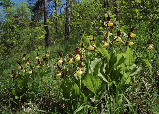 File:Cypripedium calceolus 02 mg-k.jpg