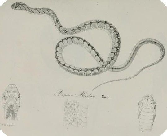 File:Dasypeltis medici.jpg