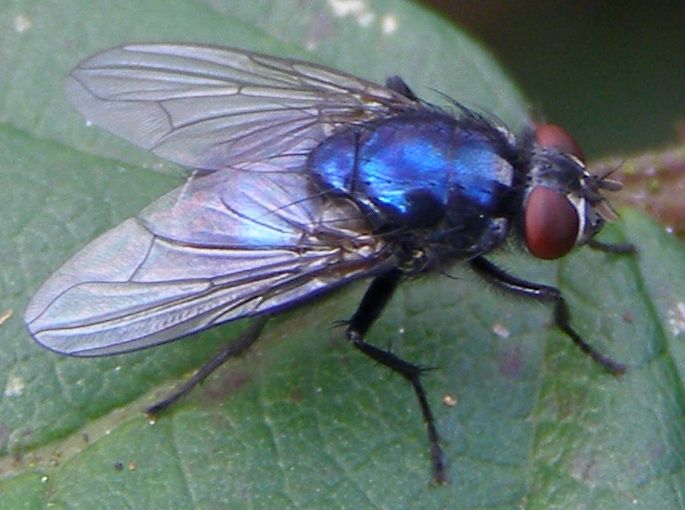 File:Diptera-Eudasyphora-cyanicolor-201211080006.JPG