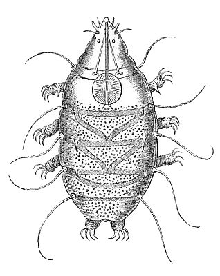 File:Echiniscus sp.jpg