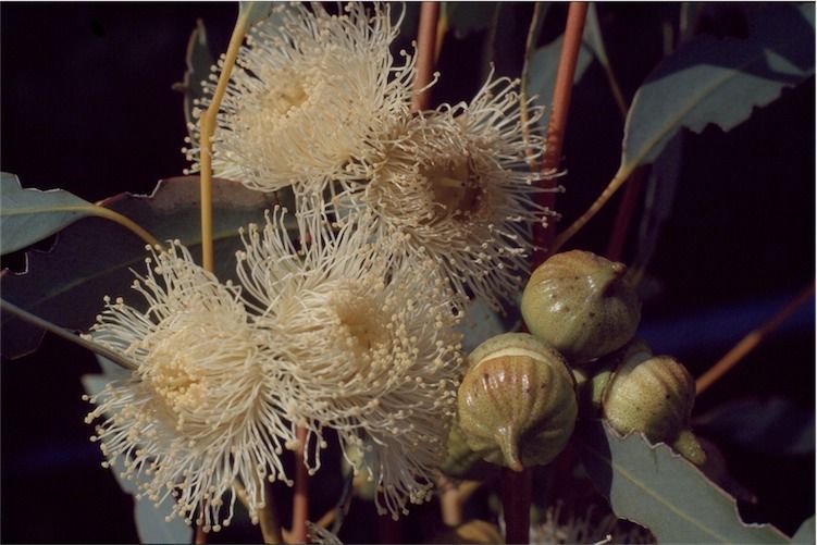 File:Eucalyptus burracoppinensis flowers.jpg