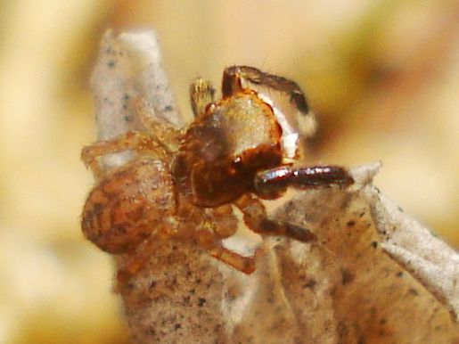 File:Euophrys frontalis 01 cropped.jpg