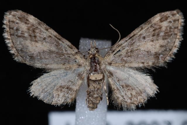 File:Eupithecia maestosa.JPG