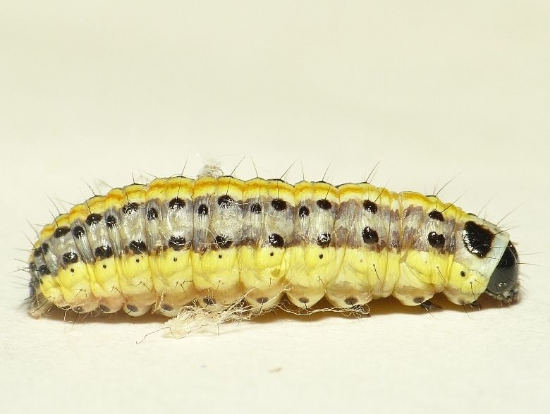 File:Evergestis extimalis larva.jpg