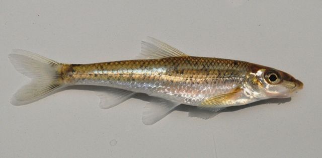 File:Gravel Chub1 Scioto River 28JUL09 by BZ.jpg