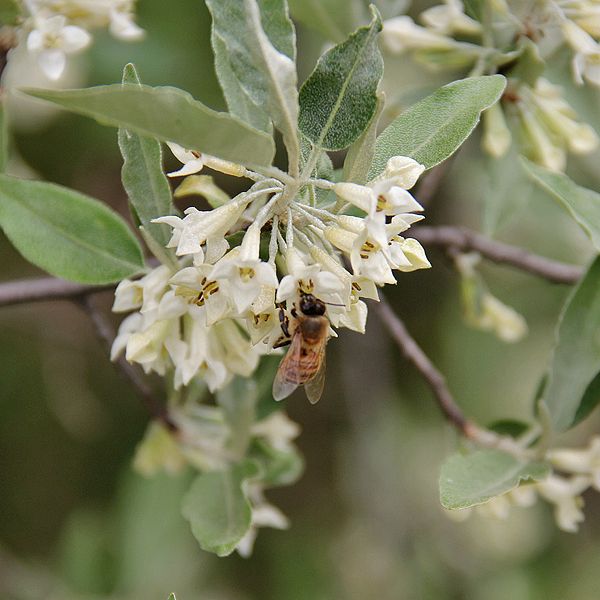 File:Honey bee foraging on Autumn Olive.jpg