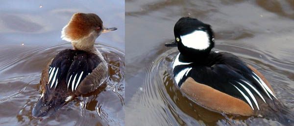 File:Hooded.merganser.arp.600pix.jpg