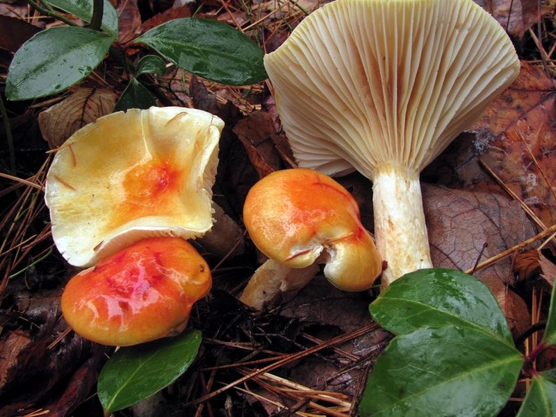 File:Hygrophorus speciosus, Oneida Co. 1.jpg