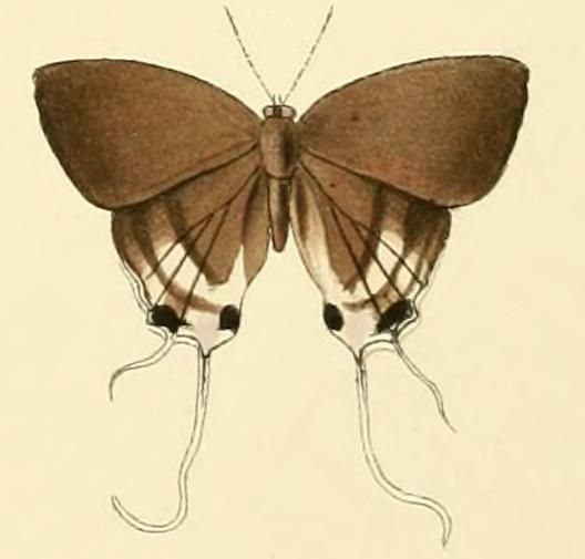 File:Hypolycaena hatita2.JPG