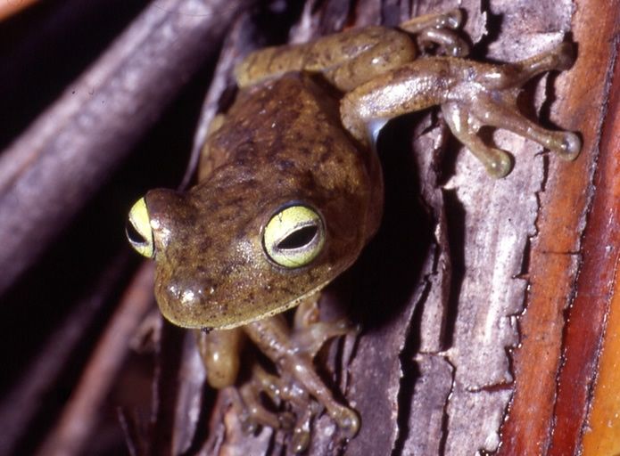 File:Hypsiboas crepitans01a.jpg