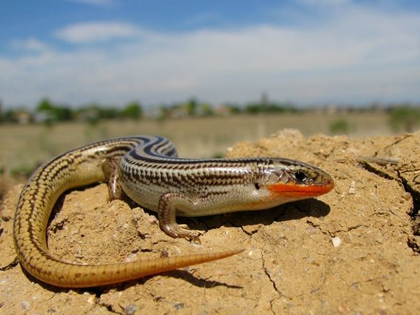 File:Many Lined Skink.jpg