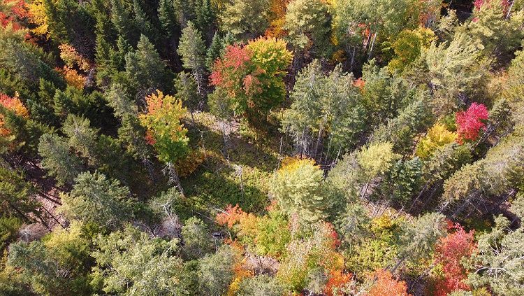 File:Overhead shot of Penobscot Experimental Forest.jpg