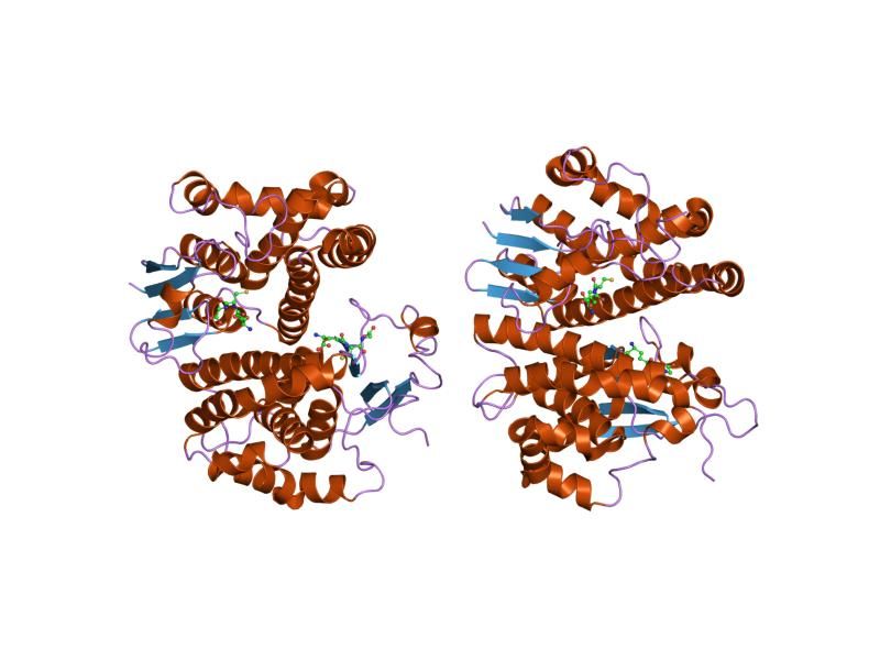 File:PDB 1hnc EBI.jpg