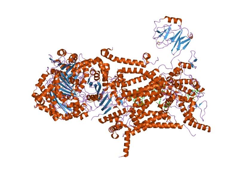 File:PDB 1sqx EBI.jpg