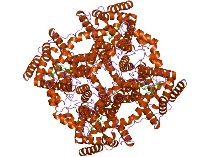 File:PDB 2fm0 EBI.jpg