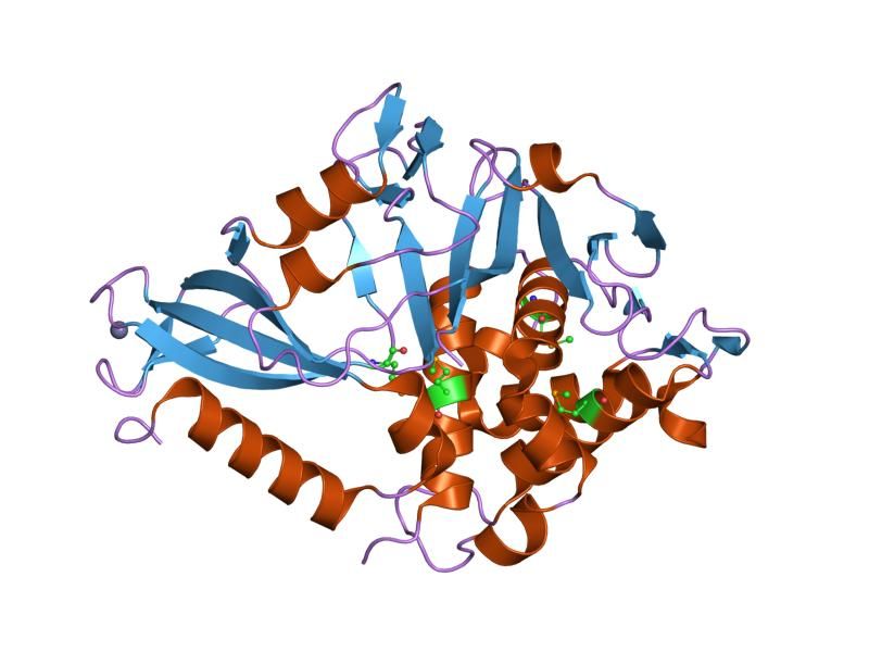 File:PDB 2gfo EBI.jpg