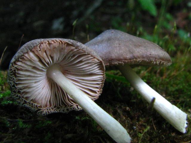 File:Pluteus salcinus.jpg