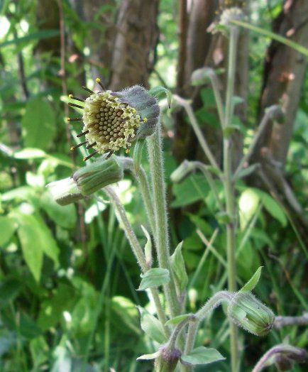 File:RugelsRagwort.jpg