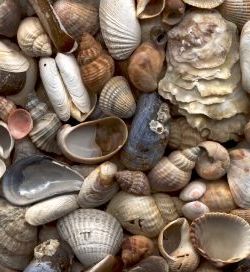 File:Selection of seashells.jpg