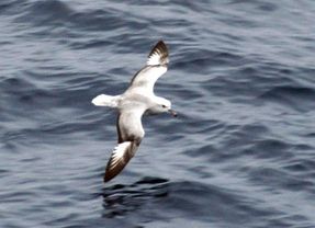 File:Southern Fulmar closeup.jpg