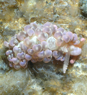 File:Spurilla neapolitana Cap Ferret.png