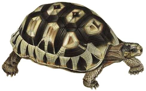 File:Testudo angulata Bell white background.jpg