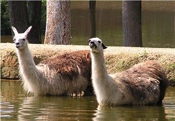 File:Two llamas going for a swim.jpg