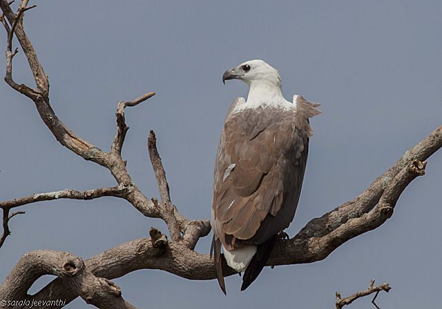 File:White bellied Sea Eagle (2).jpg