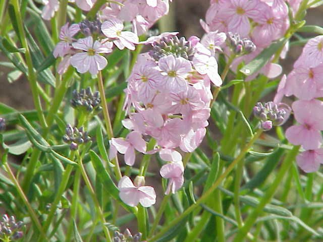 File:Aethionema grandiflora0.jpg