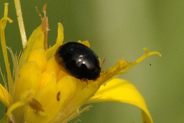 File:Apteropeda.orbiculata.jpg