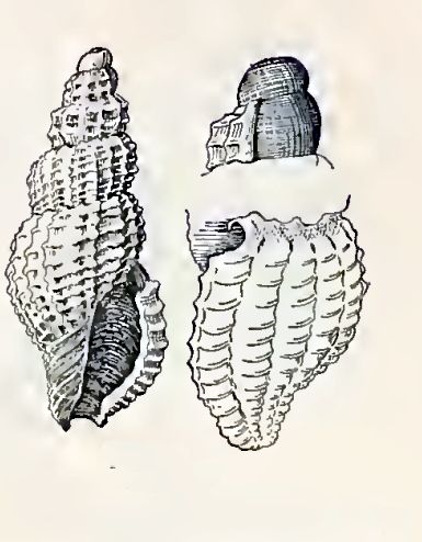 File:Asperdaphne desalesii 001.jpg