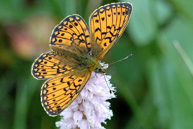 File:Boloria.eunomia.1.jpg