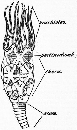 File:Britannica Echinoderma 10.jpg