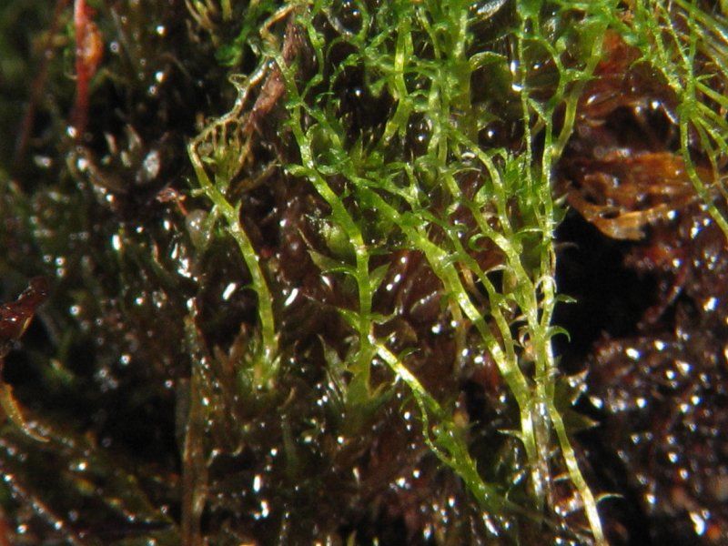 File:Bryum turbinatum.jpeg