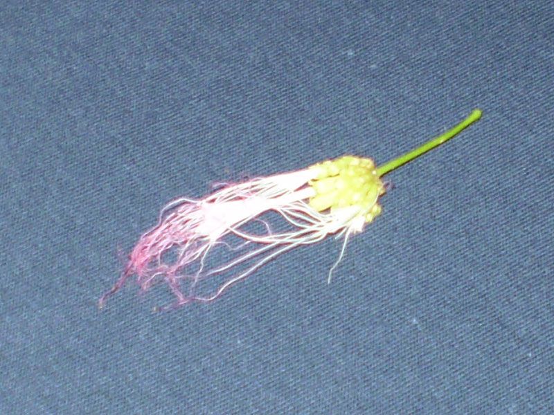 File:Calliandra S- opening flower.jpg