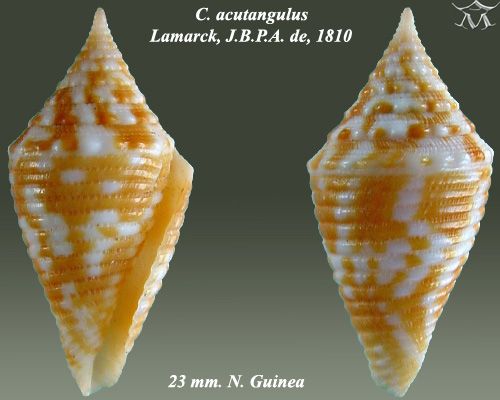 File:Conus acutangulus 1.jpg