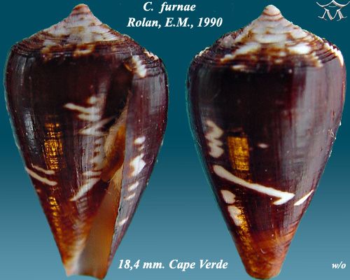 File:Conus furnae 1.jpg