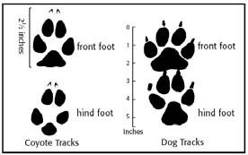 File:Coyote Tracks.jpg