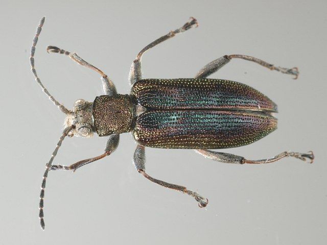 File:Donacia vulgaris.jpg