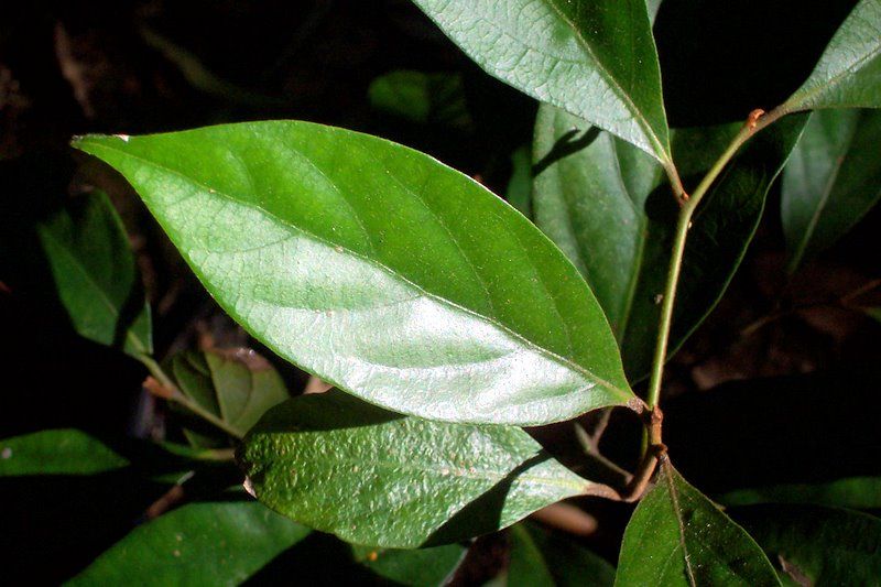 File:Endiandra pubens leaf.jpg