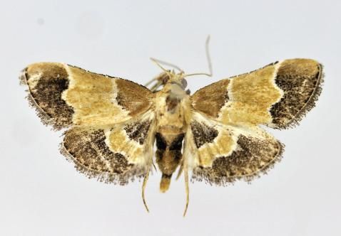 File:Endotricha luteogrisalis female.JPG