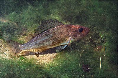 File:Gymnocephalus cernuus.jpg