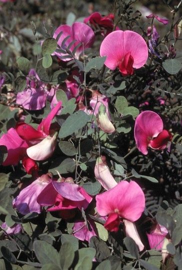 File:Lathyrus grandiflorus1LEST.jpg