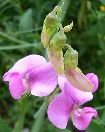 File:Lathyrus latifolius flowers.jpg