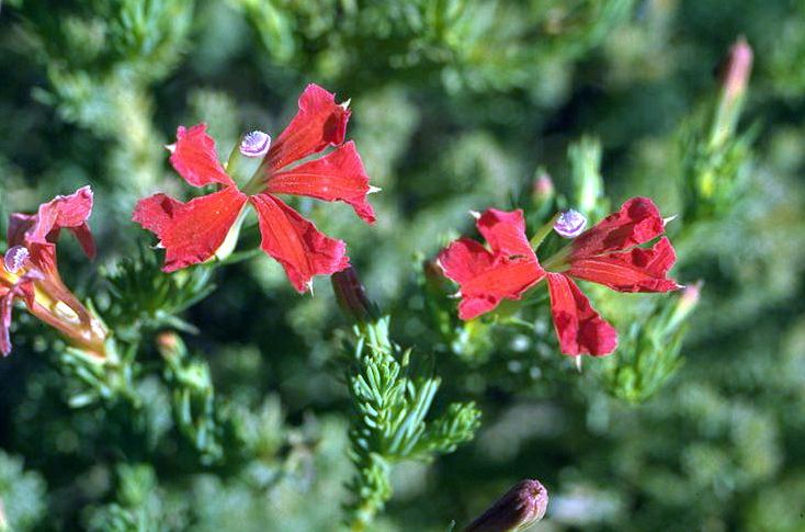 File:Lechenaultia laricina.jpg