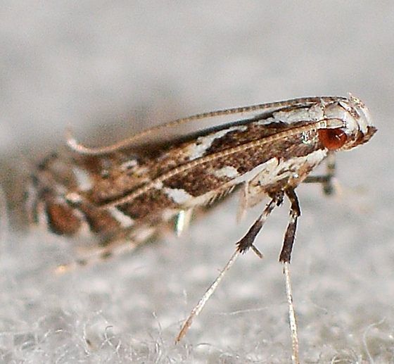 File:Leucospilapteryx venustella (15875127709).jpg