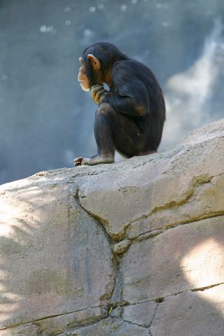 File:Lightmatter chimp thinker.jpg