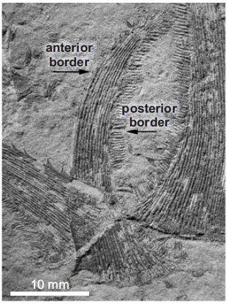 File:Listracanthus pectenatus denticles.jpg