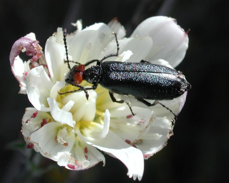 File:Lytta auriculata.jpg